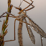 Insects
